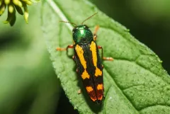 Red-legged Buprestis Beetle thumbnail 4
