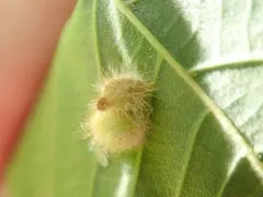 Caryomyia holotricha thumbnail 4