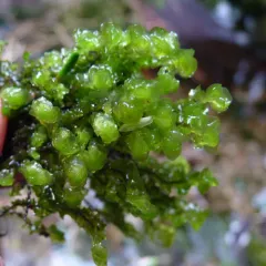 Water Earwort thumbnail 4