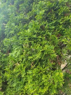 Chinese arborvitae thumbnail 3