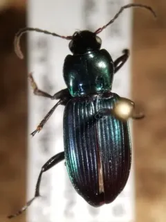 Poecilus scitulus thumbnail 2