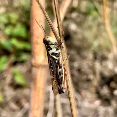 Migratory Grasshopper thumbnail 2