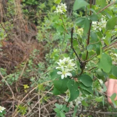 Utah Serviceberry thumbnail 4