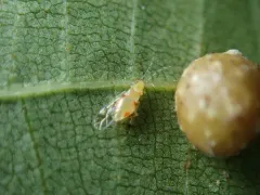 Monellia microsetosa thumbnail 3