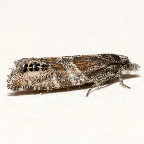 Eucosma scalana