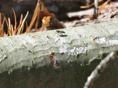 Lasiopogon currani thumbnail 4