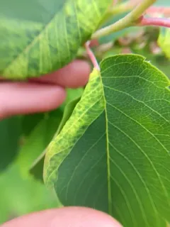 Prociphilus caryae thumbnail 2