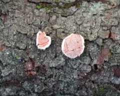 Orange Disco thumbnail 2