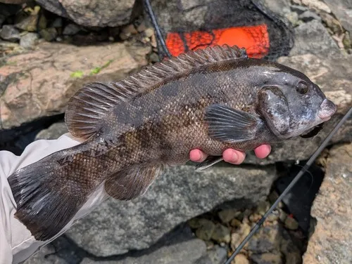 Tautog
