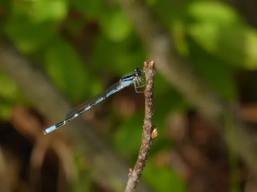Pine Barrens Bluet