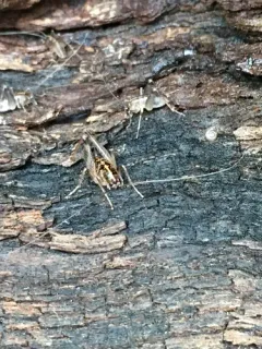 Spotted Camel Cricket thumbnail 4