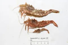 Polar Shrimp thumbnail 3