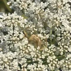 White-banded Crab Spider thumbnail 4