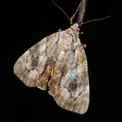 Wonderful Underwing thumbnail 2