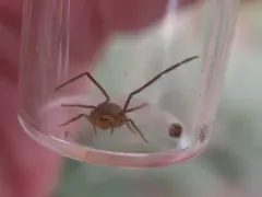 Evans's Running Crab Spider thumbnail 4