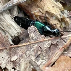 Blue-winged Rove Beetle thumbnail 4