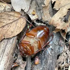 Forest-ogre June Beetle thumbnail 5