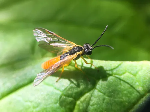 Strongylogaster distans