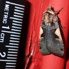 Setaceous Hebrew Character thumbnail 4