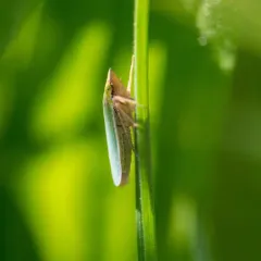 Draeculacephala constricta thumbnail 4