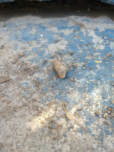Decollate Snail