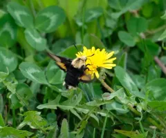Yellow-banded Day Sphinx thumbnail 2