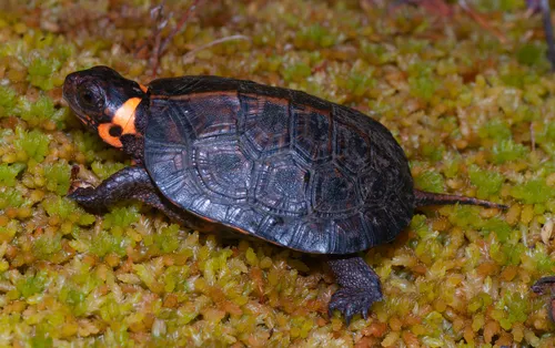 Bog Turtle