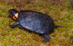 Bog Turtle thumbnail 1