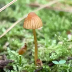 Moss Bell thumbnail 4