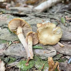 Sheathed Woodtuft thumbnail 4