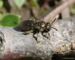 Experienced Sweat Bee thumbnail 2