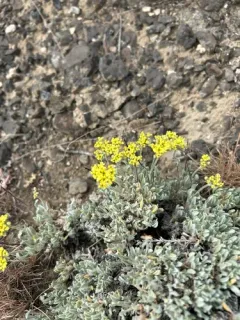 Umtanum Desert Buckwheat thumbnail 4