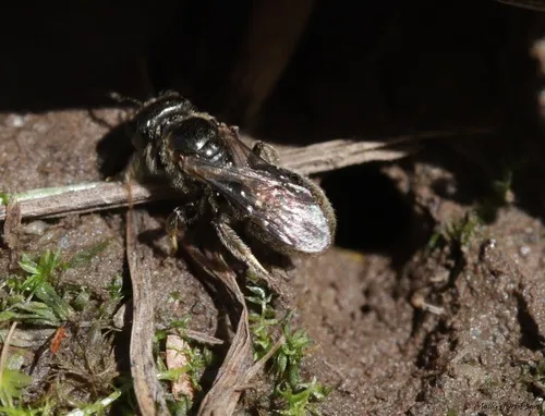 Lasioglossum rozeni