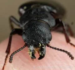 Burnt Conifer Bark Beetle thumbnail 3