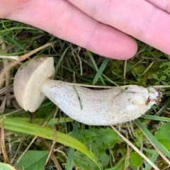 Brown Birch-bolete thumbnail 2