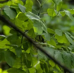 Cassin's Vireo thumbnail 3