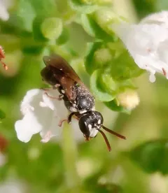 Slender-faced Masked Bee thumbnail 4