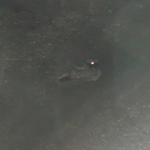 Common Poorwill
