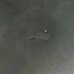 Common Poorwill thumbnail 1