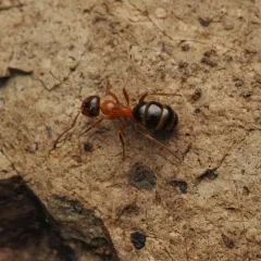 Formica subpolita thumbnail 2