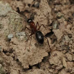 Bicolored Carpenter Ant thumbnail 1