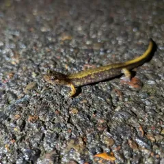 Dunn's Salamander thumbnail 4