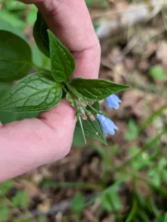 broadleaf bluebells thumbnail 4
