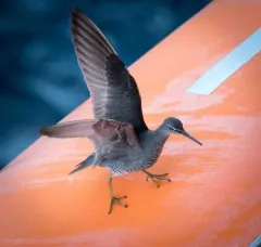 Wandering Tattler thumbnail 3