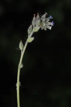 Myosotis dubia thumbnail 2