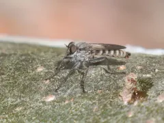 Lasiopogon currani thumbnail 2