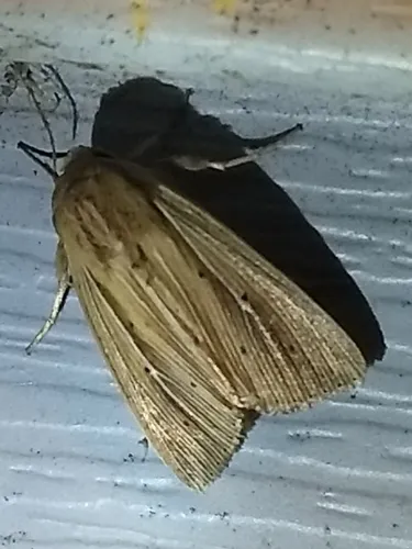 Adjutant Wainscot