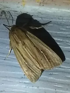 Adjutant Wainscot thumbnail 1