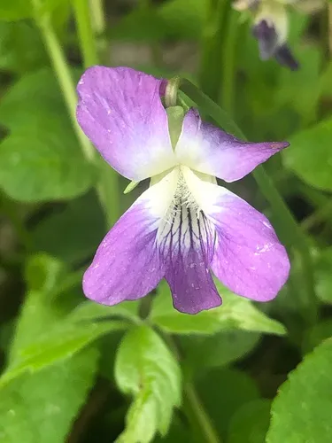 Viola pratincola