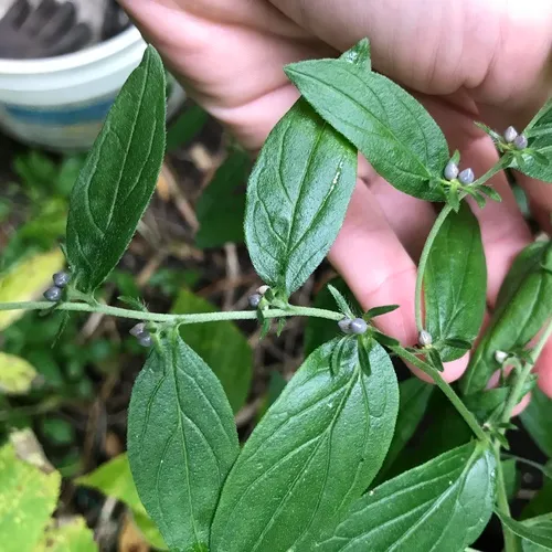 Common Gromwell